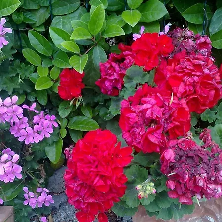 Bed & Breakfast Il Merlo