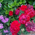 Bed & Breakfast Il Merlo